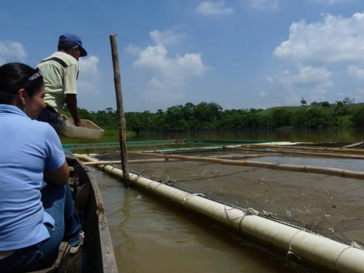 "El impacto es más mediático": gerente de piscícola San Silvestre