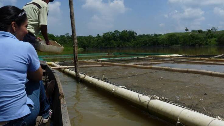 Gerente de empresa productora de alevinos dice que impacto de tragedia ambiental es menor de lo que muestran los medios