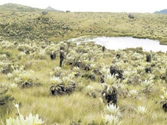 Páramo. Foto: El Tiempo.