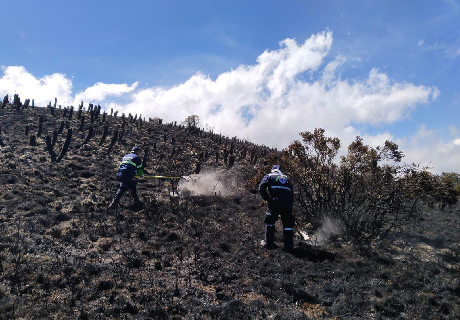 Las 450.000 plantas nativas que serán sembradas en el páramo La Cortadera en Boyacá, serán en predios cercanos al incendio / Foto: Suministrada.