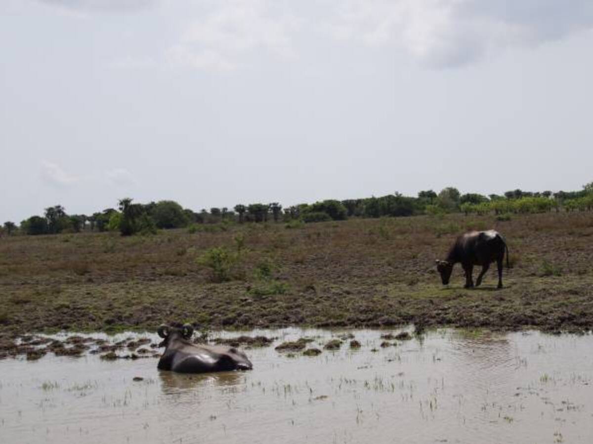 Contralor pide correctivos en el Fondo de Restitución de Tierras
