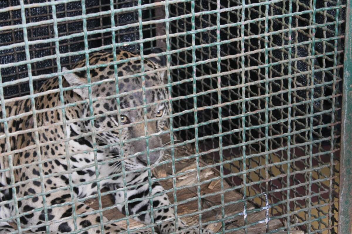 Así las cosas, Cimarrón, el jaguar santandereano, pasó de ‘villano’ a consentido en muy poco tiempo y de paso encontró un paraíso para vivir: la reserva natural Cabildo Verde de Sabana de Torres, Santander, lugar al que regresará después de ser atendido como un rey por los veterinarios que cuidan la diminuta fractura que ocasionó su bravura en su afán de libertad.