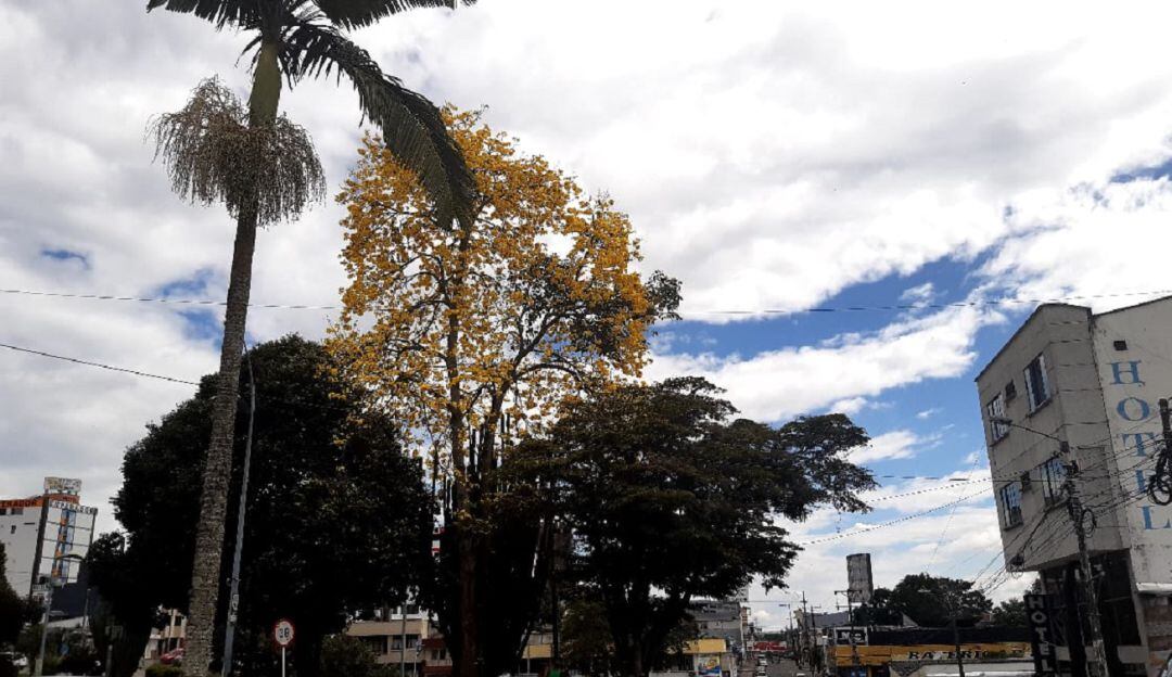 Los guayacanes florecidos en el parque Cafetero de Armenia