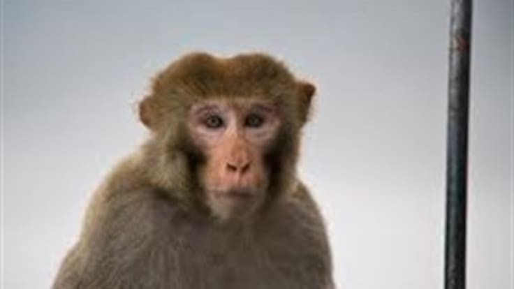 Yudi Cardeñas Bióloga del Centro de Recepción de especies de Fauna y Flora Silvestre de la Secretaria Distrital del Ambiente