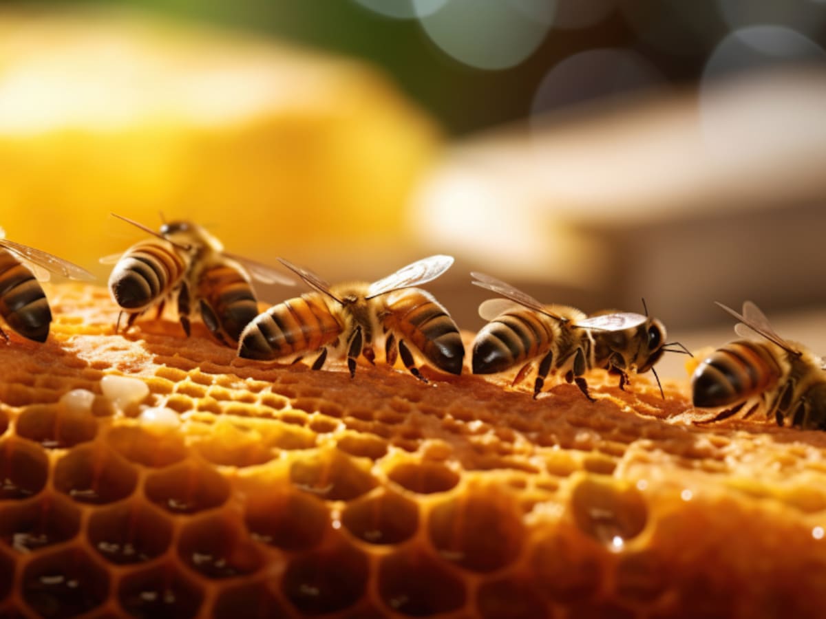 ¿Por qué son tan importantes las abejas? Según la ciencia esto pasaría si se extinguen