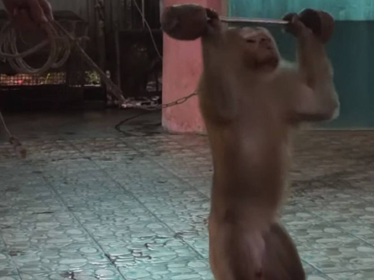 Este mono es obligado a levantar pesas para entretener a los turistas