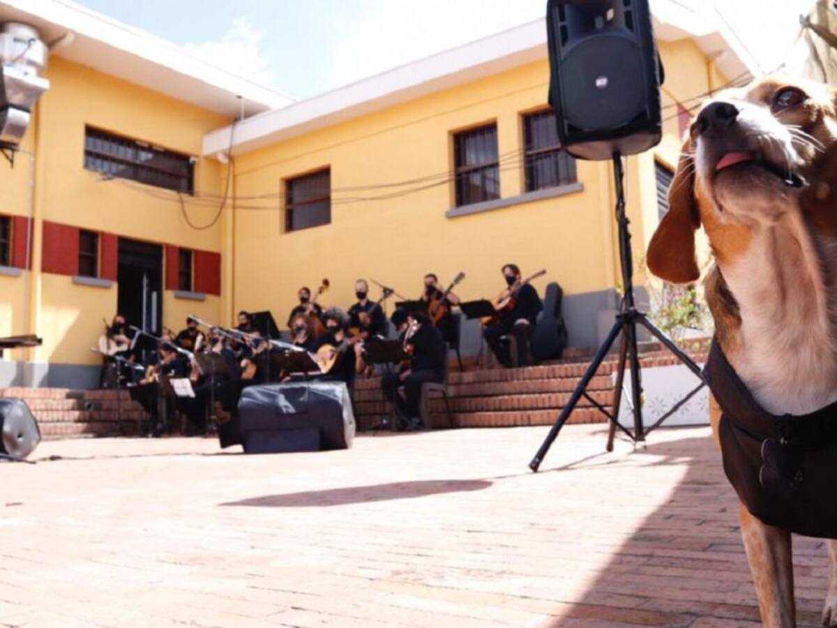 Perros asisten a concierto por derechos de los animales
