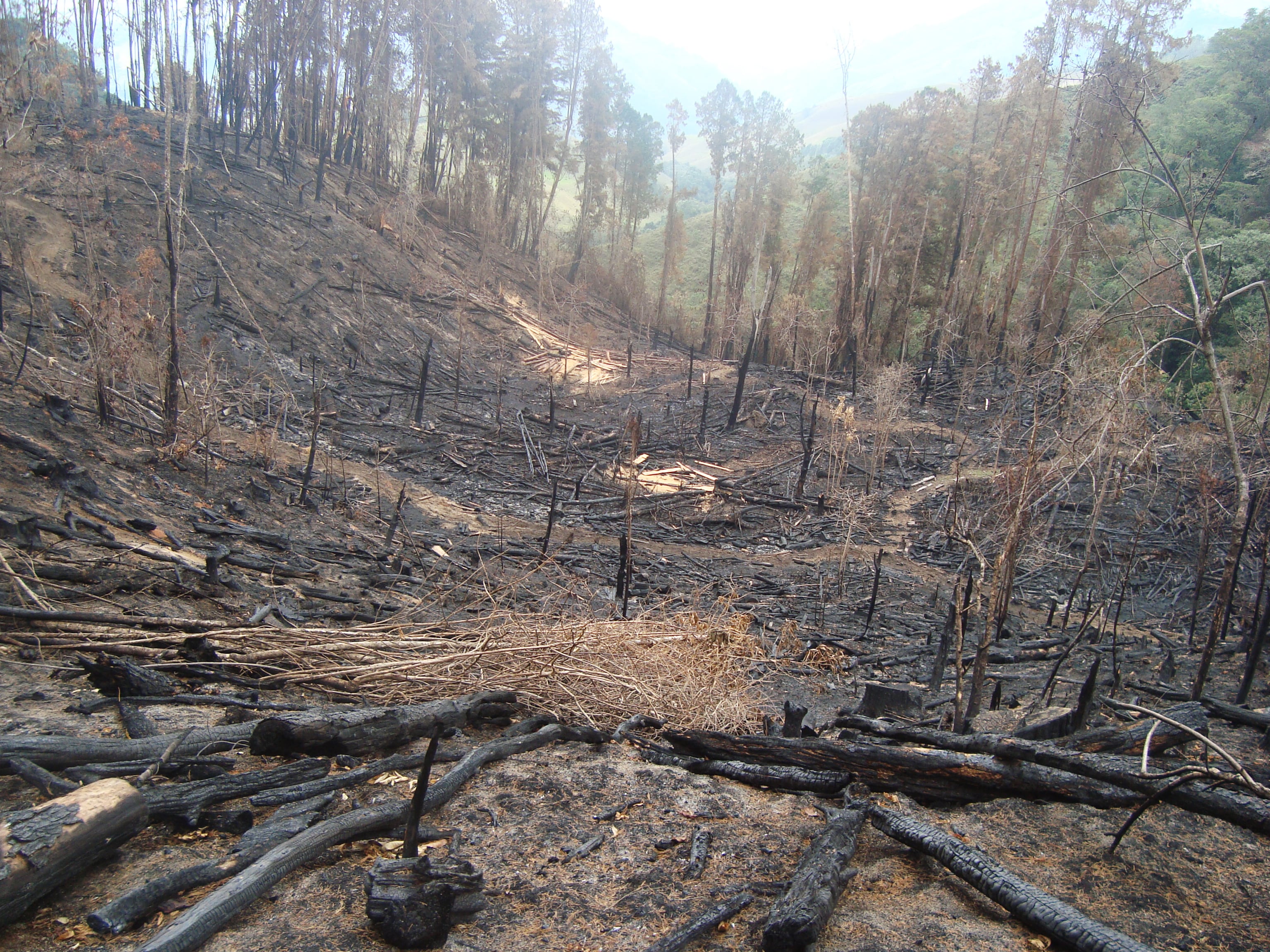 Foto: Corpocaldas.