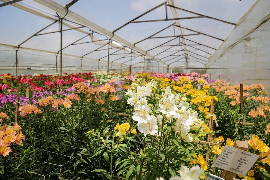 Colprensa-Mariano Vimos