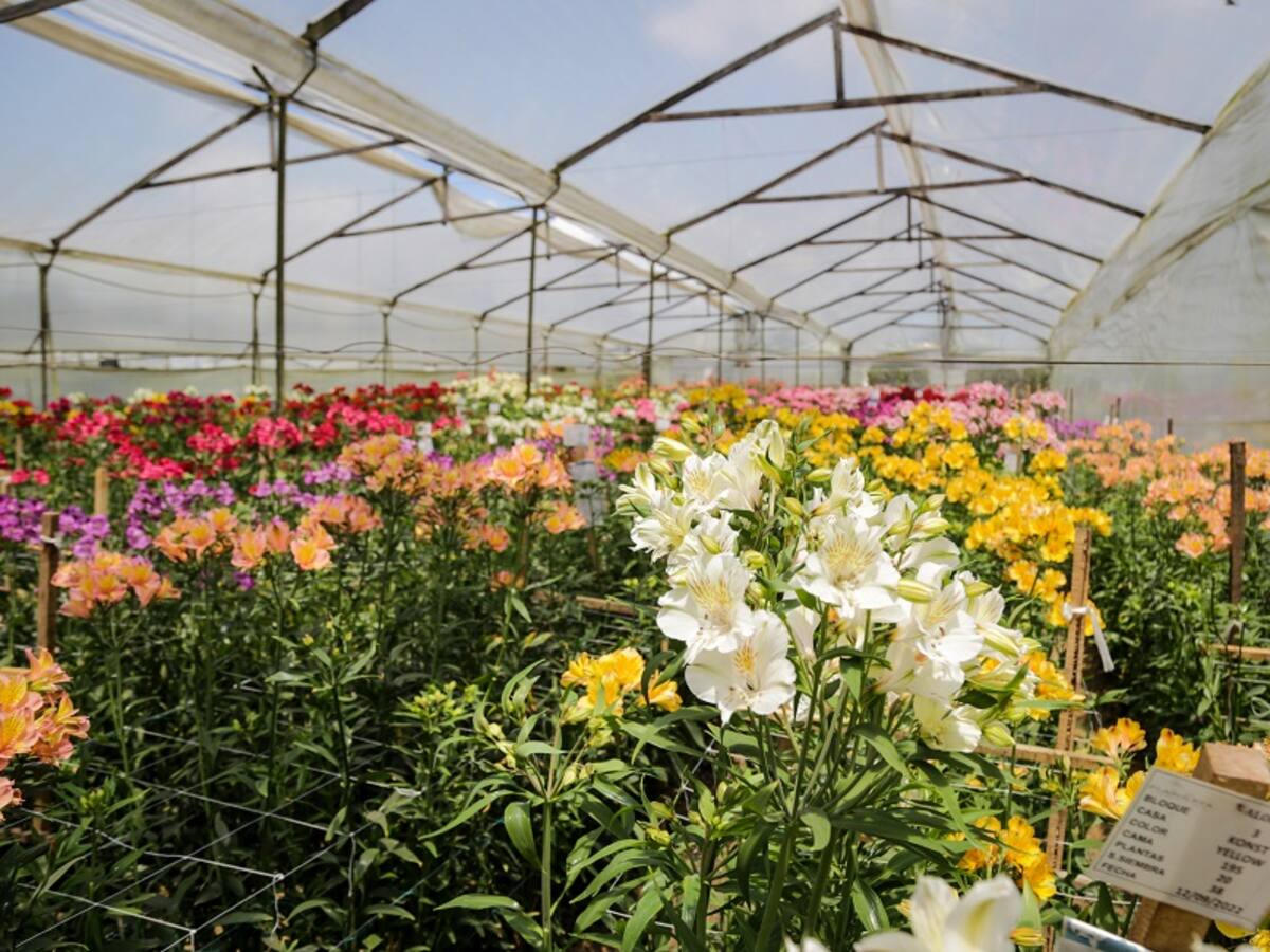 En Cartagena las flores de Colombia enseñarán nuevas tendencias internacionales del sector