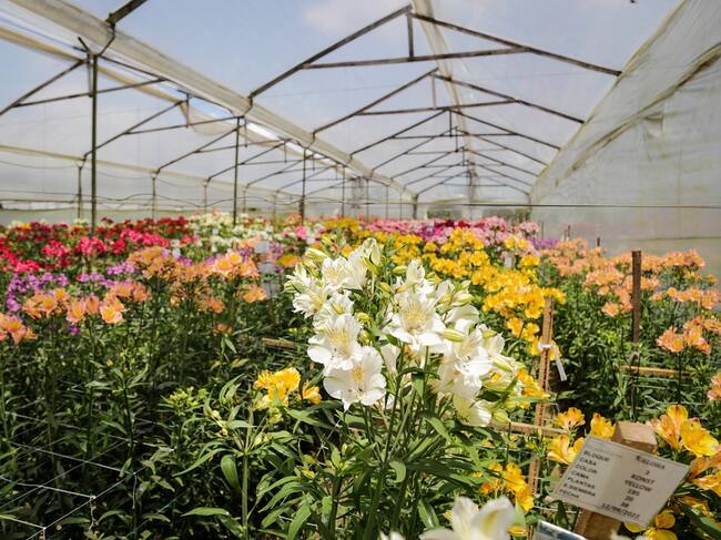 Colprensa-Mariano Vimos