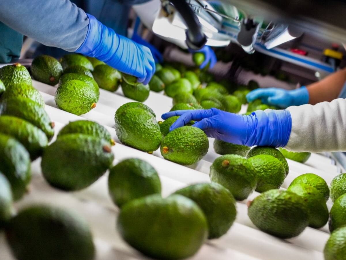 Sale el primer cargamento de aguacate Hass para la China