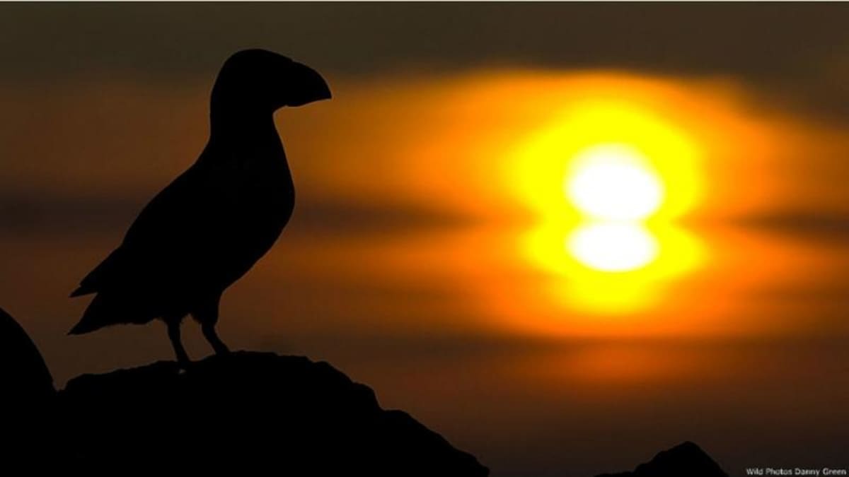 Aquí, un papagayo de mar con el sol de fondo en una fotografía del británico Danny Green, quien ha pasado ocho años documentando la vida silvestre en las regiones árticas y subárticas del norte de Europa.