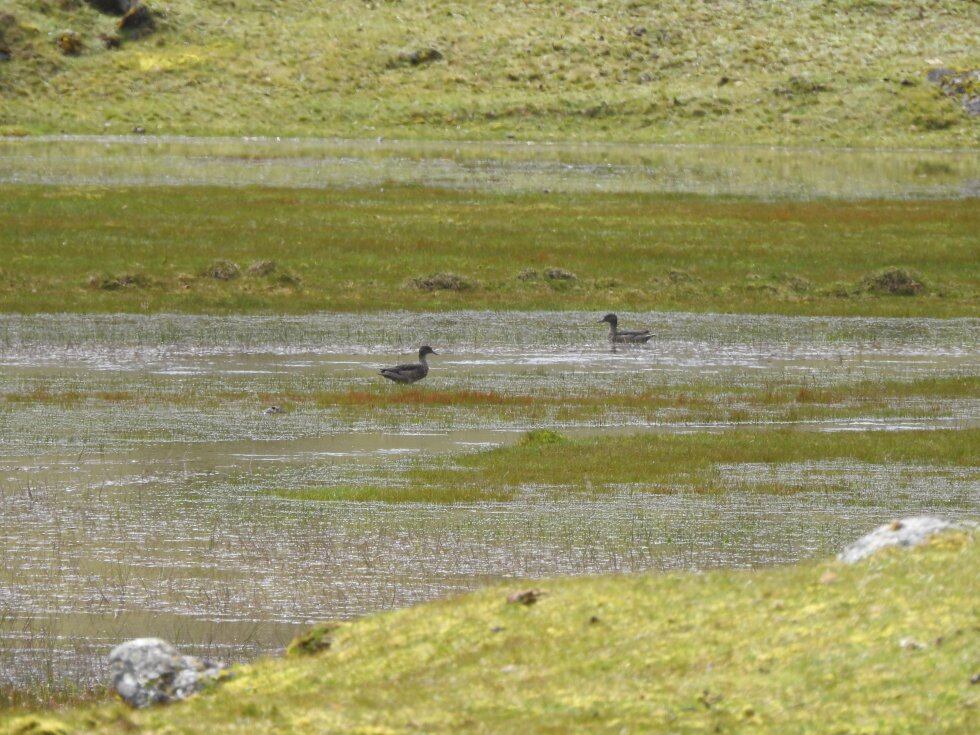 El pato de páramo (Anas andium) apareció en el sector del Mortiño del páramo del Almorzadero. Esta ave es única de las montañas andinas de Colombia, Venezuela y Ecuador.