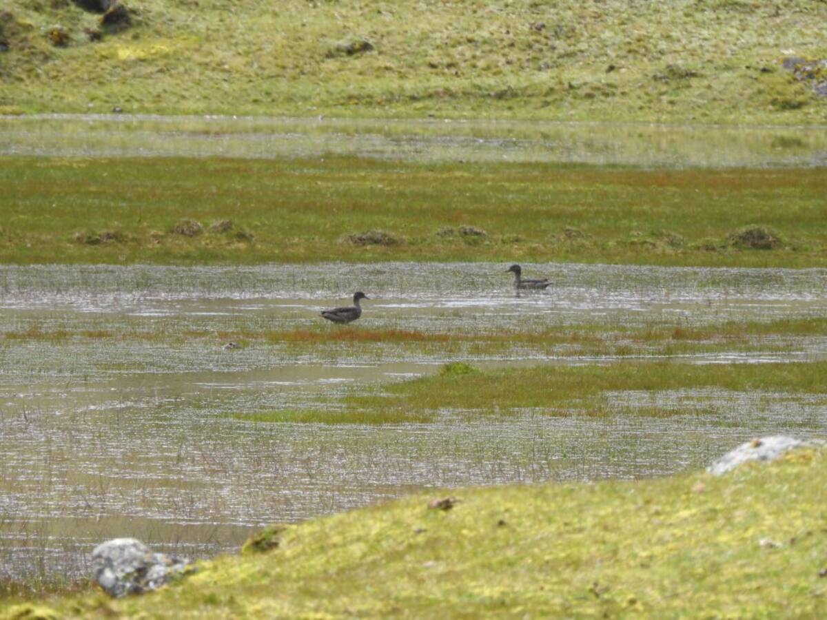 El pato de páramo (Anas andium) apareció en el sector del Mortiño del páramo del Almorzadero. Esta ave es única de las montañas andinas de Colombia, Venezuela y Ecuador.