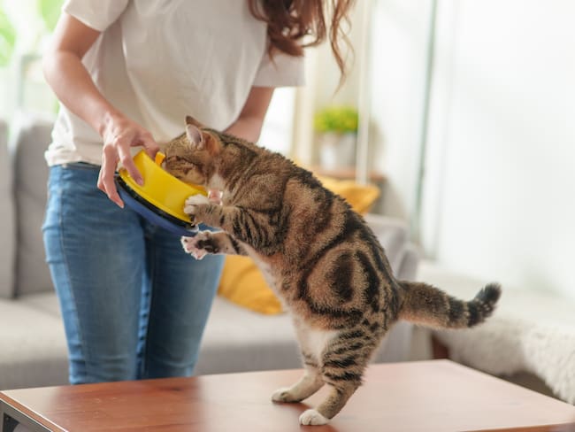 Edad recomendada para dar churu a un gato, según expertos. Imagen vía Getty Images