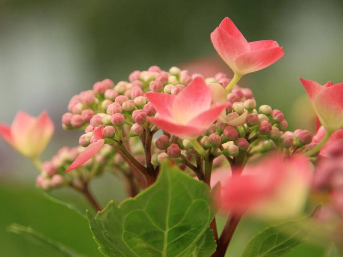 La importancia de las plantas