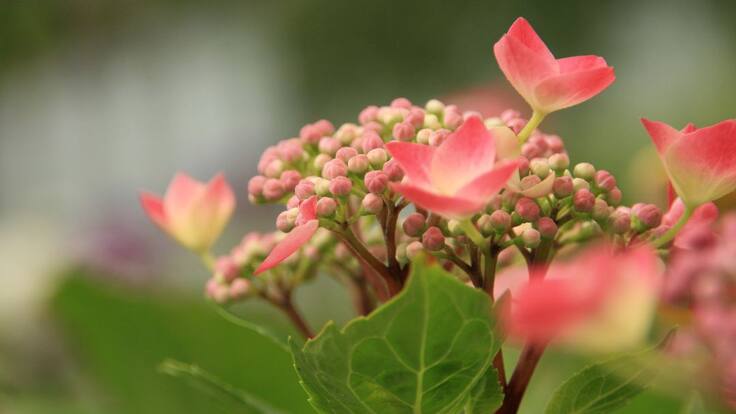 La importancia de las plantas.