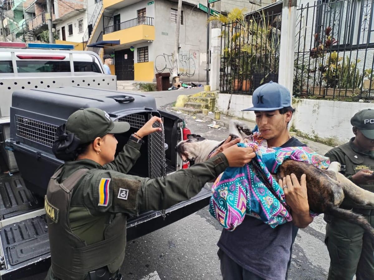 Más de 26.000 animales han sido rescatados en Medellín y el Valle de Aburrá durante 2024 y 2025