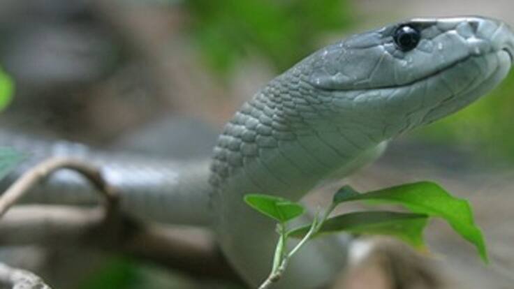 Se alborotan las serpientes por el cambio climático, habla Hector Charri director de OFIDIA