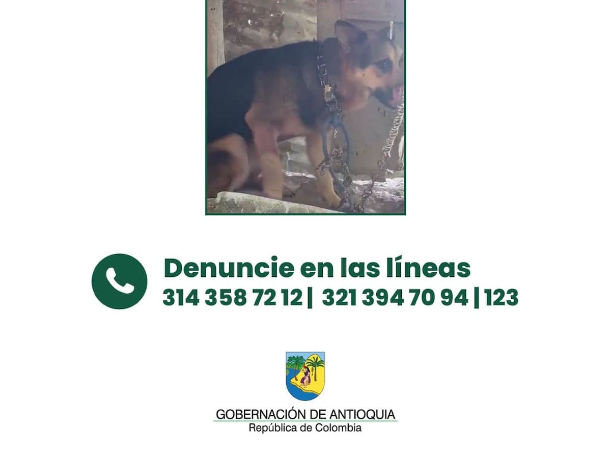 Autoridades ofrecen hasta $50 millones para capturar al agresor de la perrita “Negra” en Remedios
