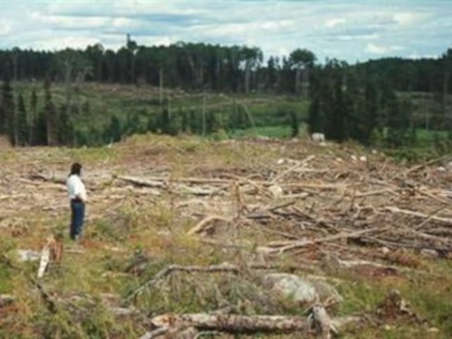 La tasa de deforestación en Colombia de 1990 - 2010 fue de 310.349 hectáreas por año