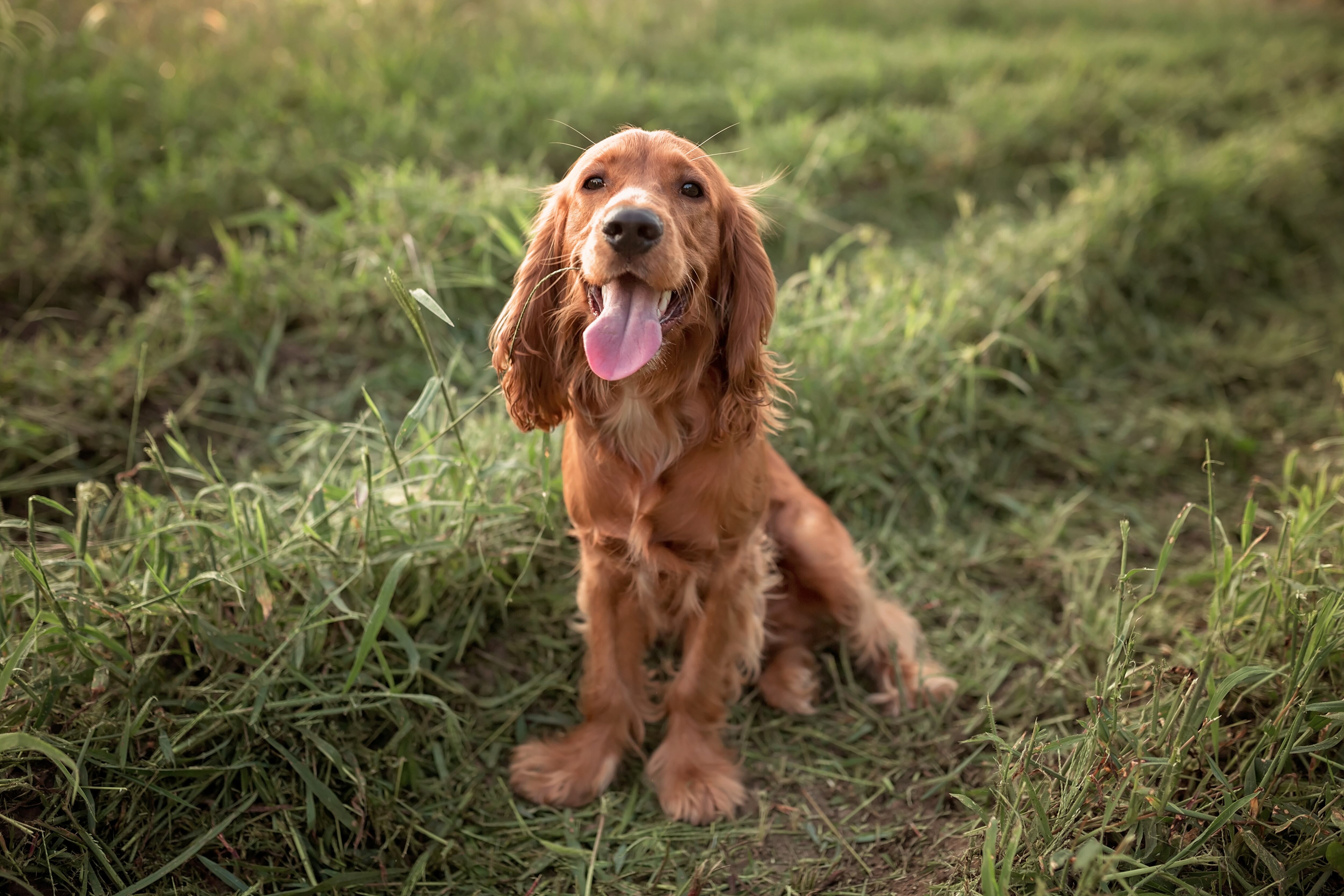 Perro sentado en el pasto (Getty Images)