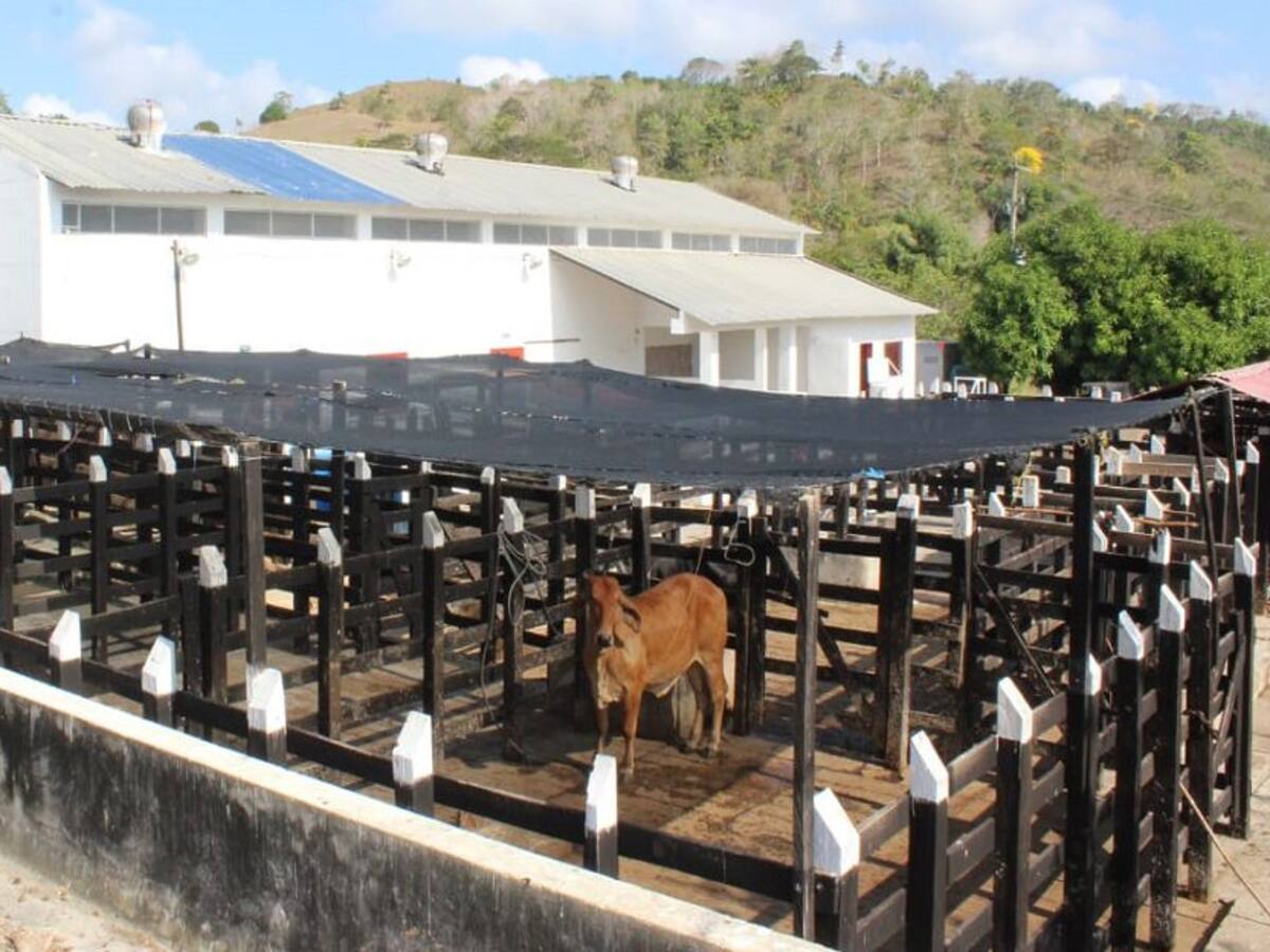 Invima retiró sellamiento a la planta de sacrificio de Lorica