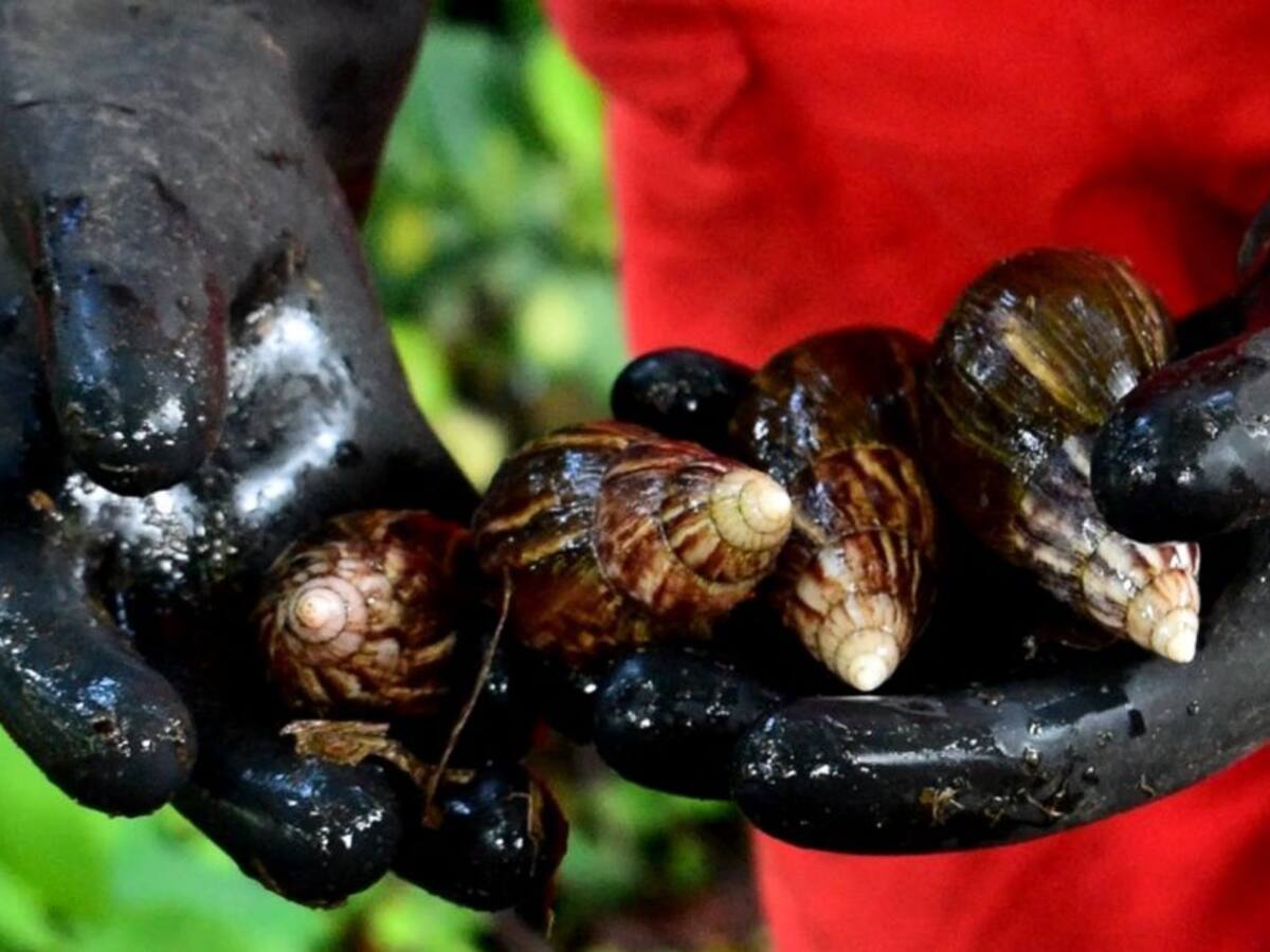 Proliferación de caracol gigante africano en los 12 municipios del Quindío
