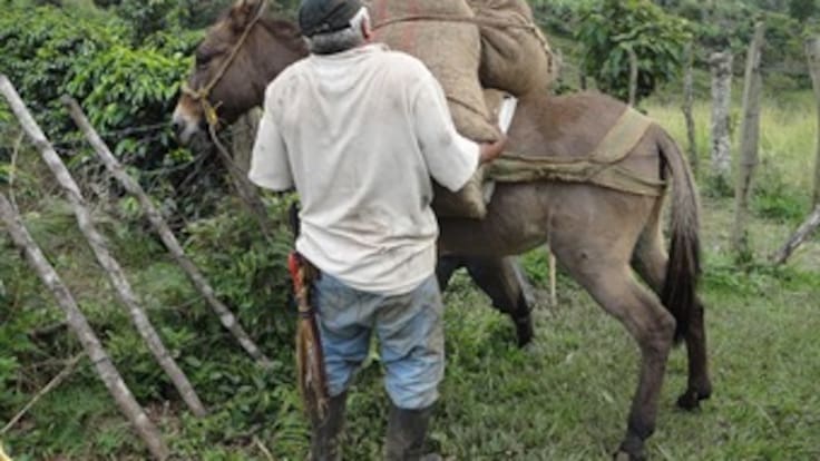 A las nueve de la mañana se reanuda el diálogo entre cafeteros y Gobierno