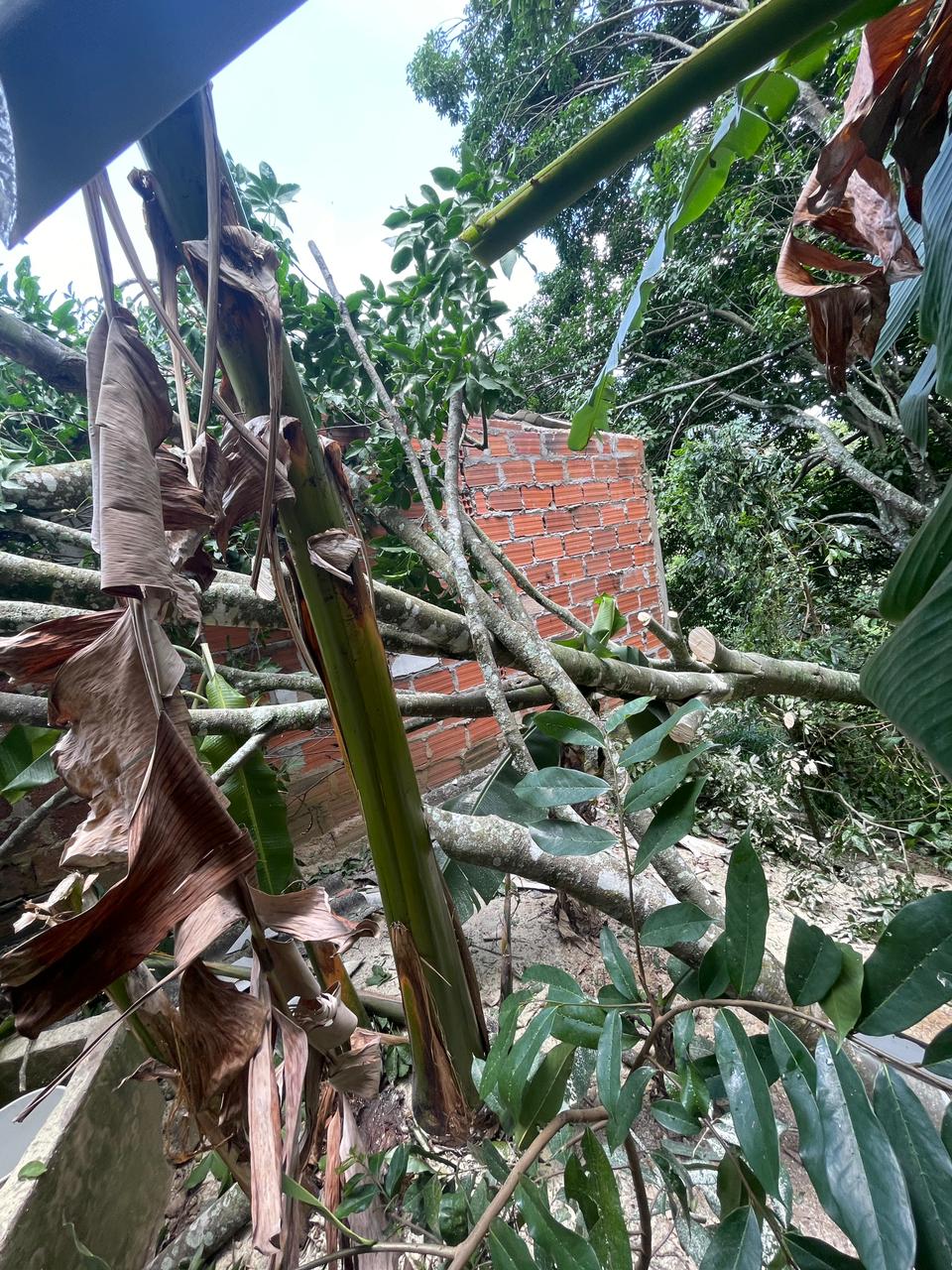 Árbol cayó sobre una vivienda en Bucaramanga