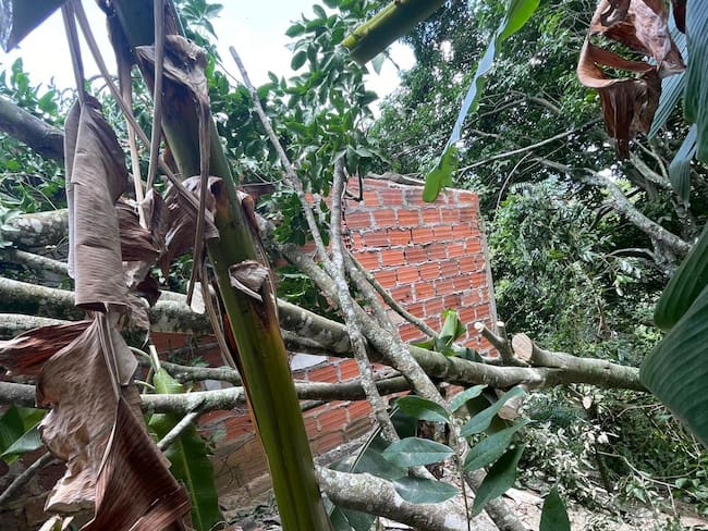 Árbol cayó sobre una vivienda en Bucaramanga