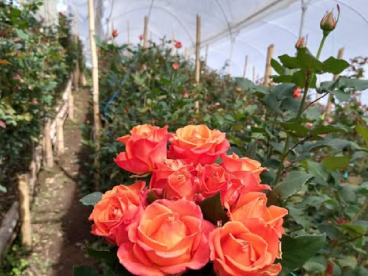 Desde Risaralda se exportaron a Europa 15 mil tallos de rosas para la celebración de San Valentín
