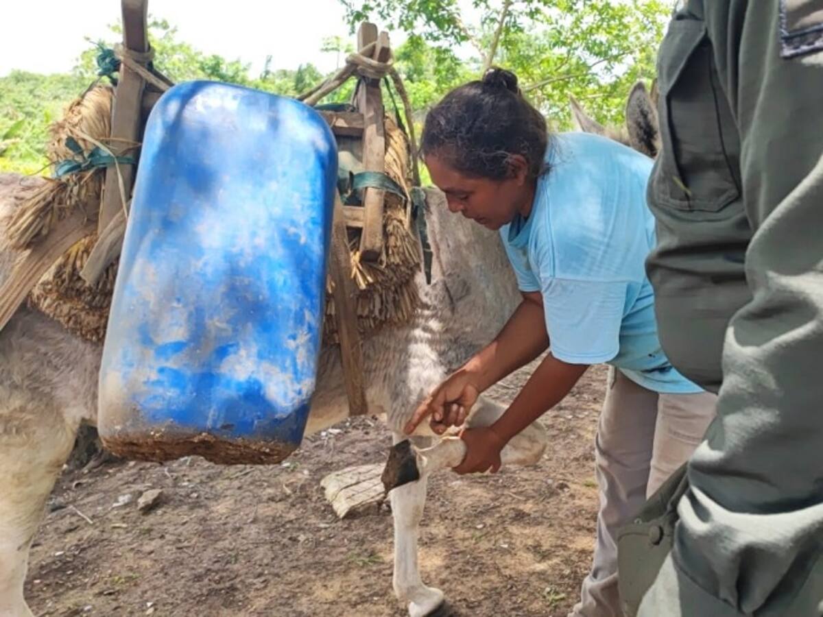 Rosiris Sotomayor, una mujer aferrada a la vida en el campo
