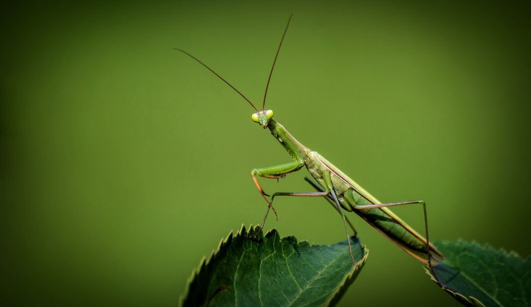 Insectos comida del futuro
