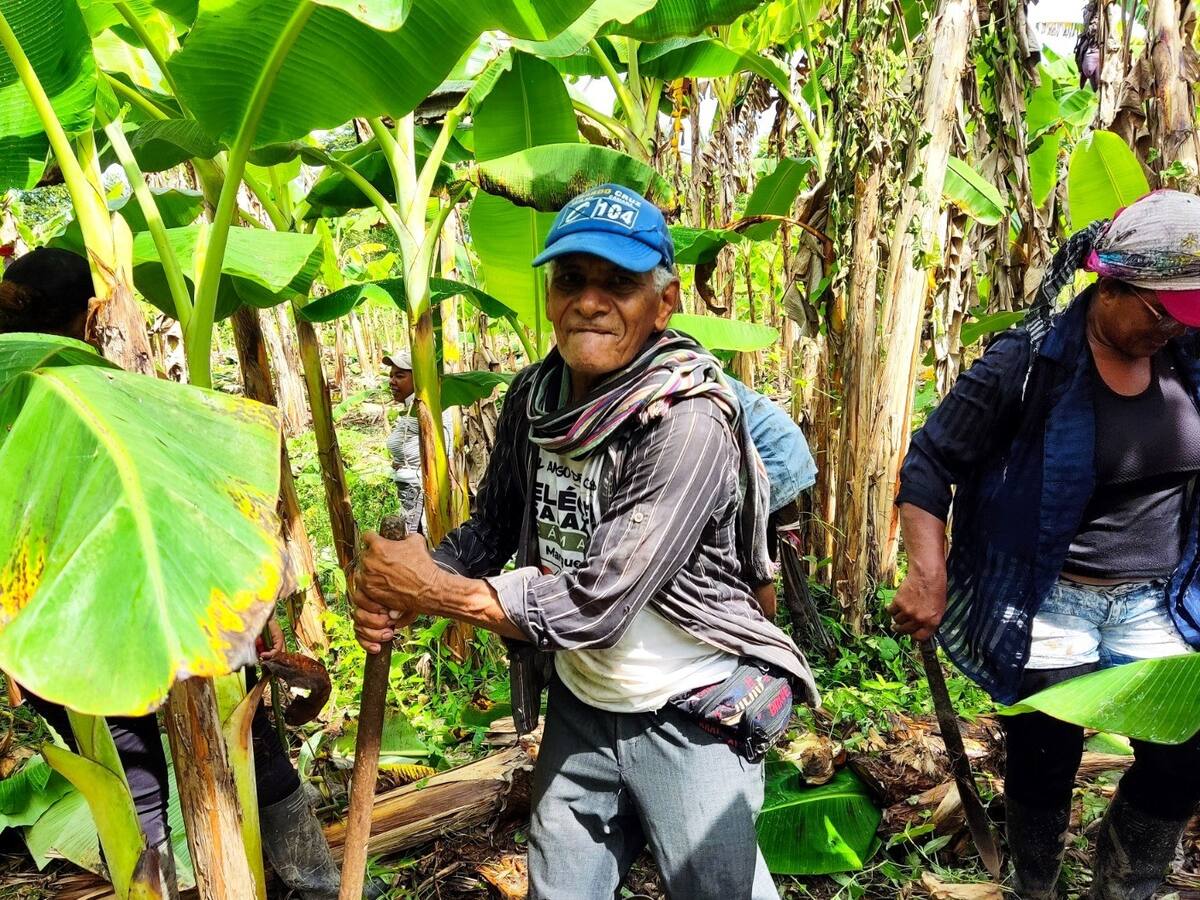 Galletas de plátano, la destacada iniciativa en el municipio de Morales, Bolívar