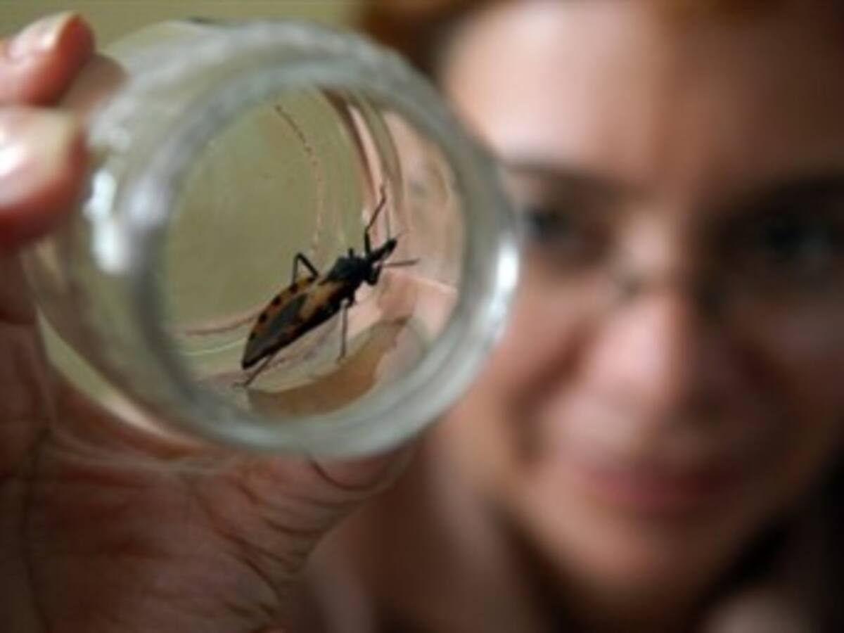 Un insecto trasmisor del mal de Chagas sigue amenazando en Centroamérica