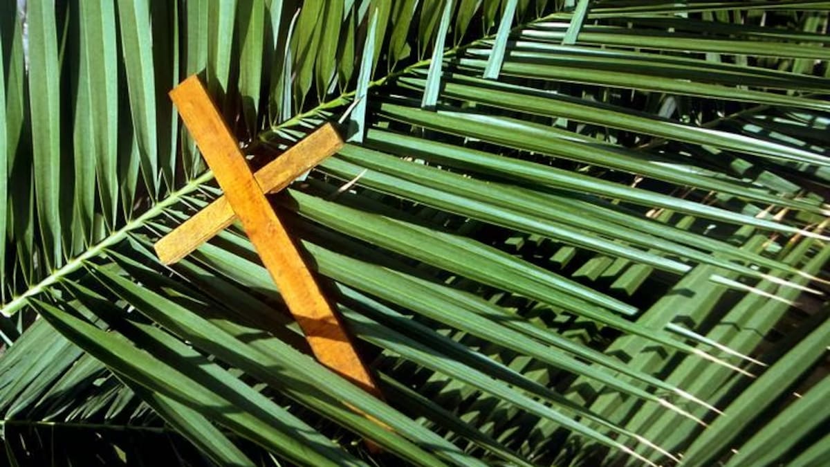 La compra y uso de la palma de cera se considera un delito ambiental y podría dar cárcel