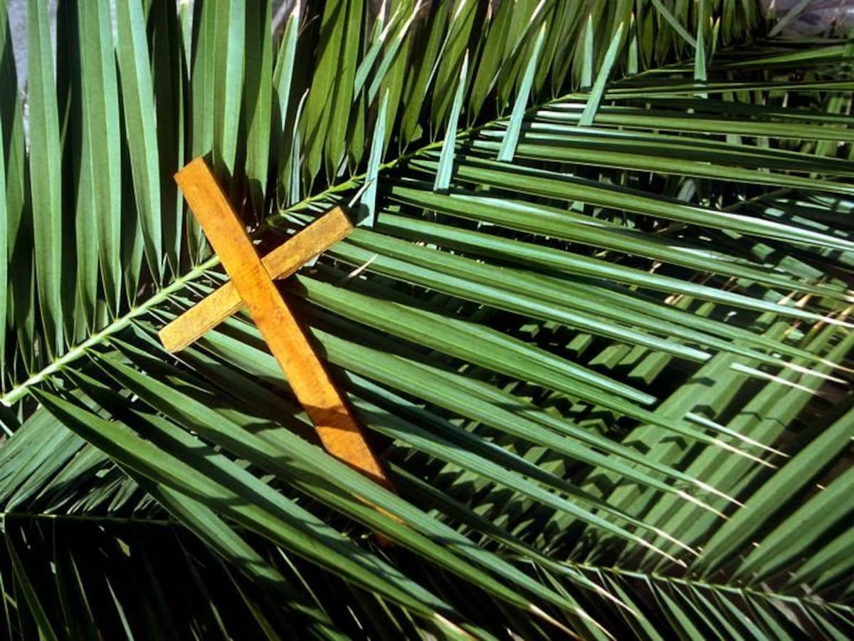 Semana Santa: MinAmbiente recomienda el amero de maíz en reemplazo de la palma de cera