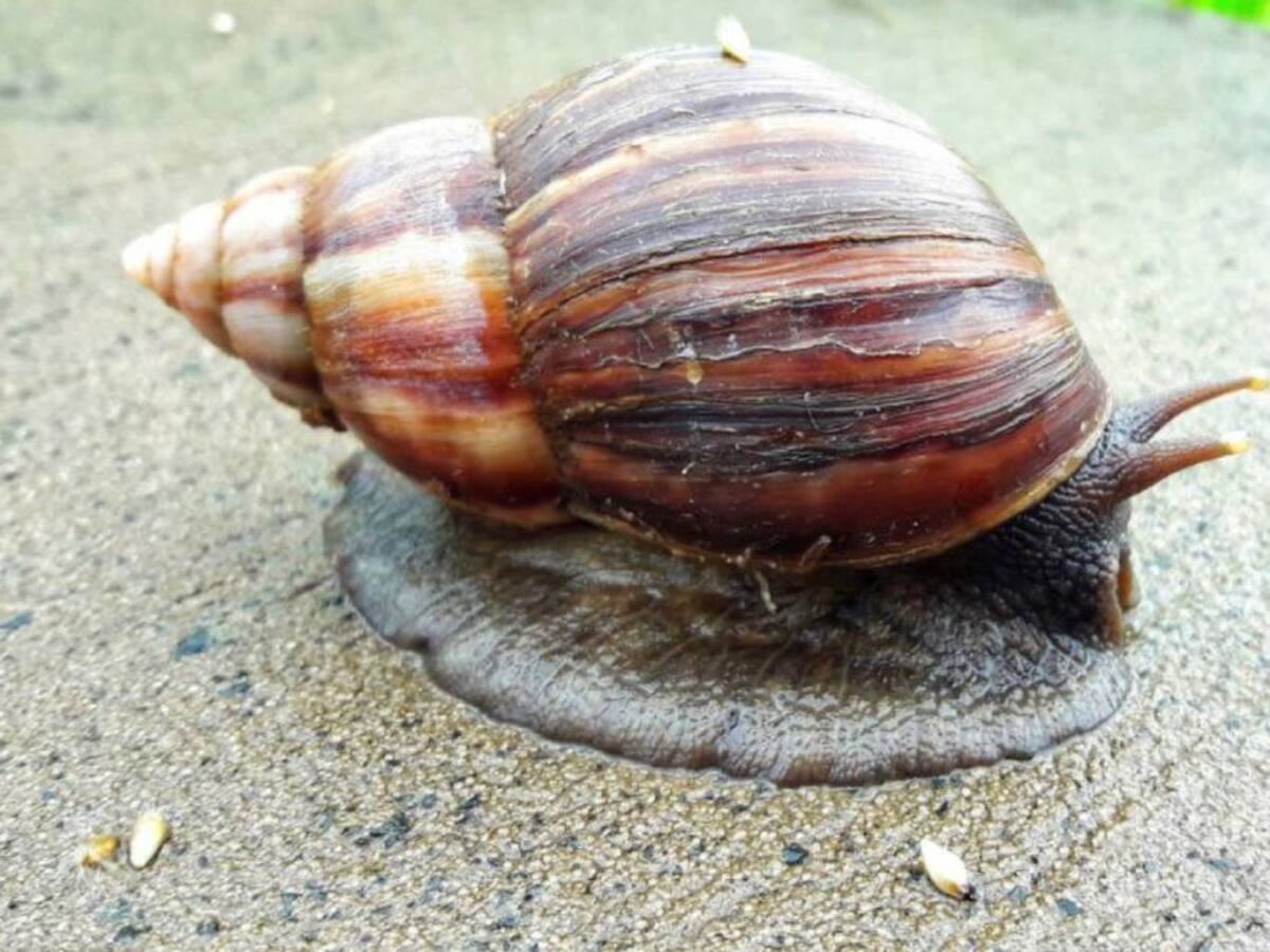 Autoridades en Barranquilla advierten de caracoles africanos por lluvia