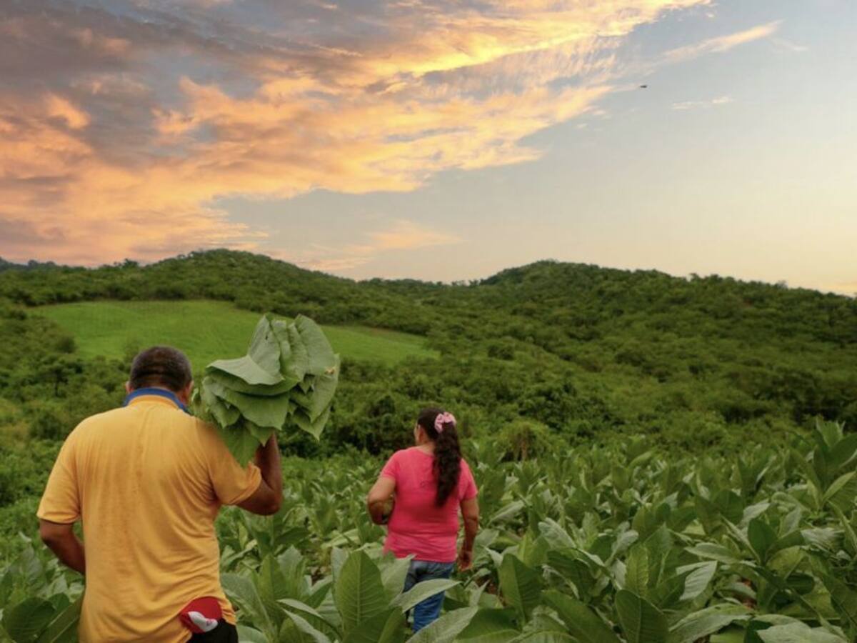 Se valorizan tierras restituidas en Antioquia