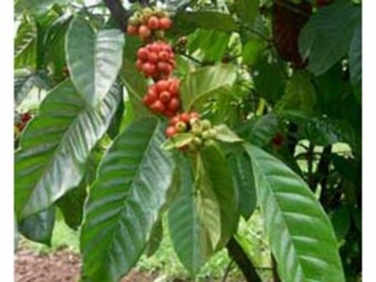 El precio del café subió a los niveles más altos de la última década