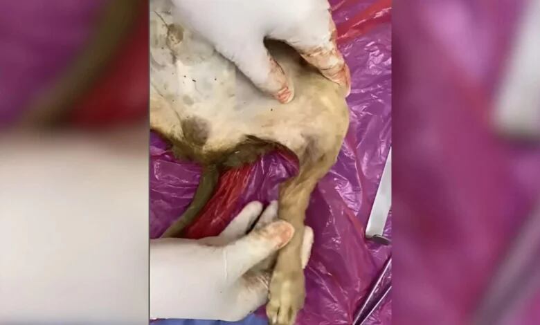 Beethoven, otro perrito asesinado en Córdoba 