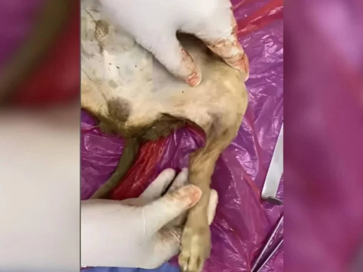 Beethoven, otro perrito asesinado en Córdoba