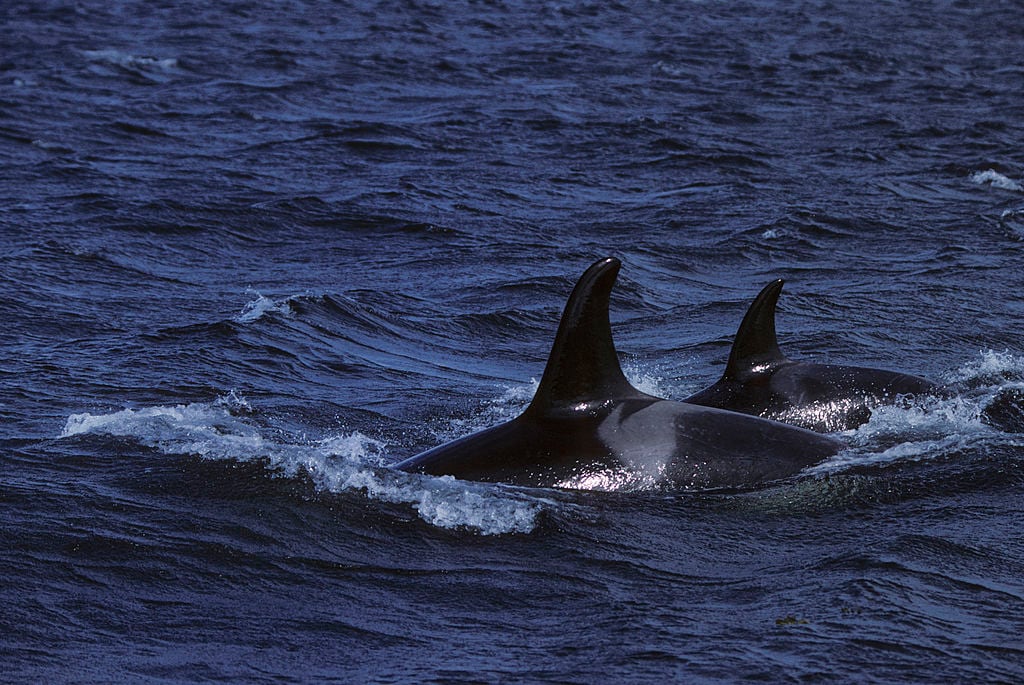 Imagen de referencia de orcas. Foto: Getty Images.