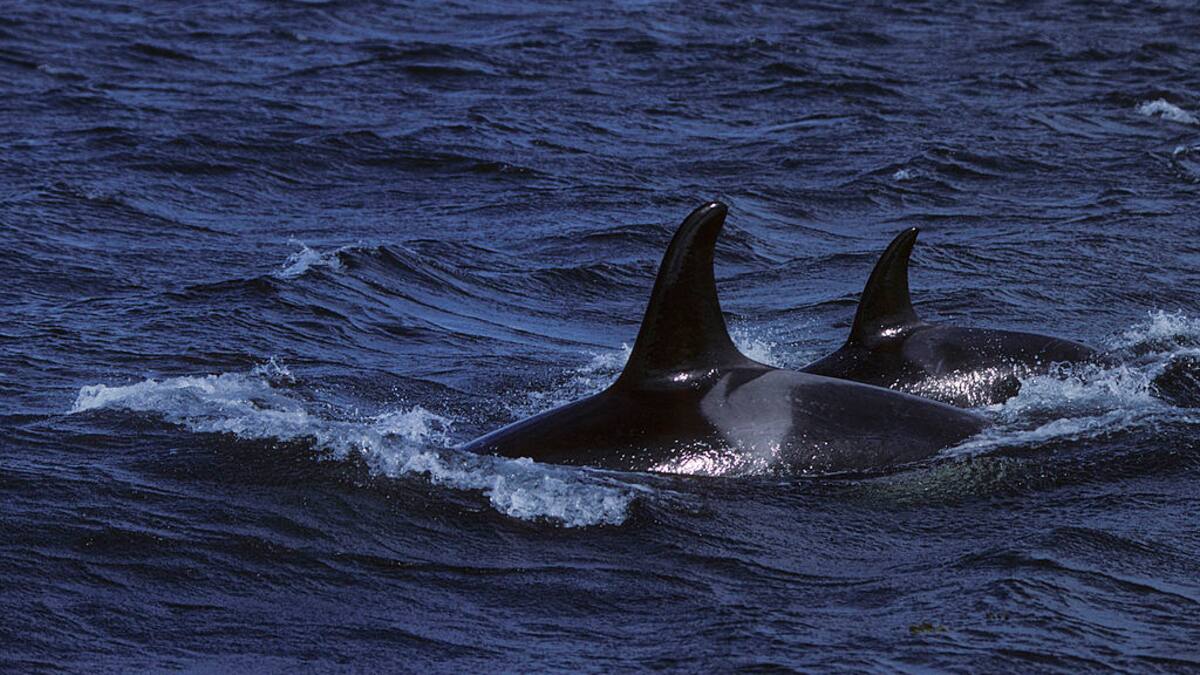Autoridades ambientales investigan la muerte de una orca en playas de Moñitos, Córdoba