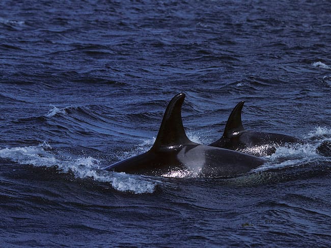 Imagen de referencia de orcas. Foto: Getty Images.