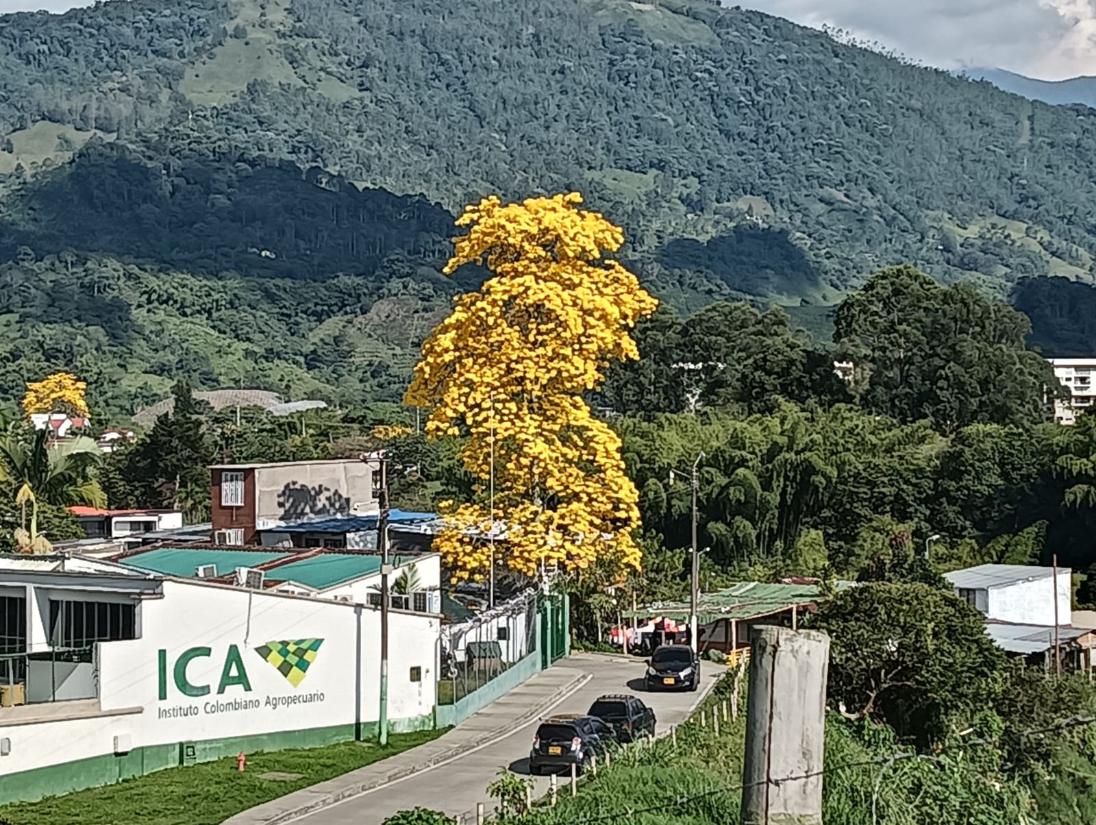 El hermoso guayacán florecido en el norte de Armenia al lado de la sede del ICA. Foto: Adrián Trejos