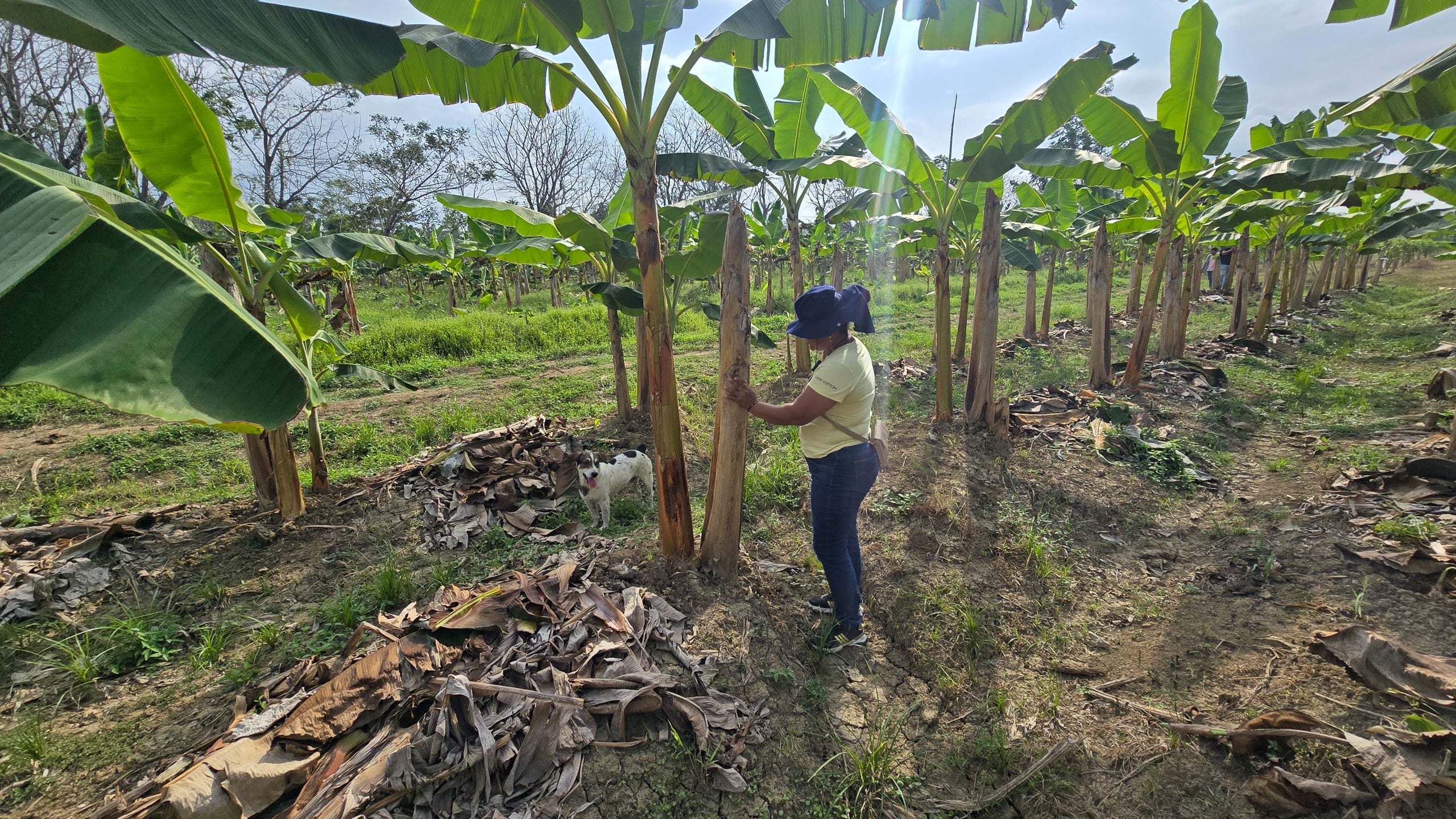 Ayudas a productores agropecuarios en Urabá. Cortesía: Gobernación de Antioquia.