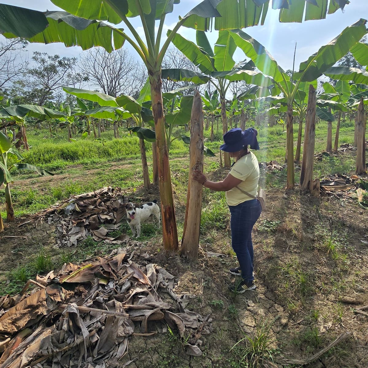 Más de 2.700 productores del agro en Urabá, afectados por las lluvias, reciben ayudas